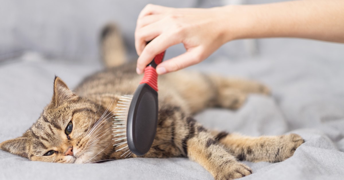 Cat food outlet to stop shedding